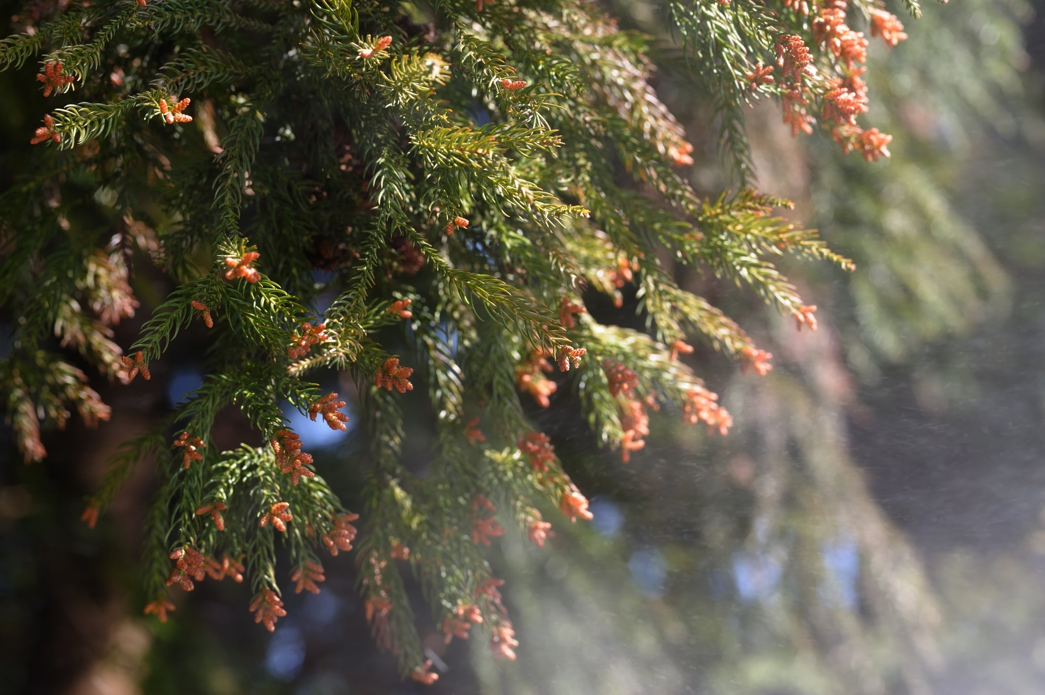 車の花粉汚れの落とし方|すぐに試せる頑固なシミの対策法